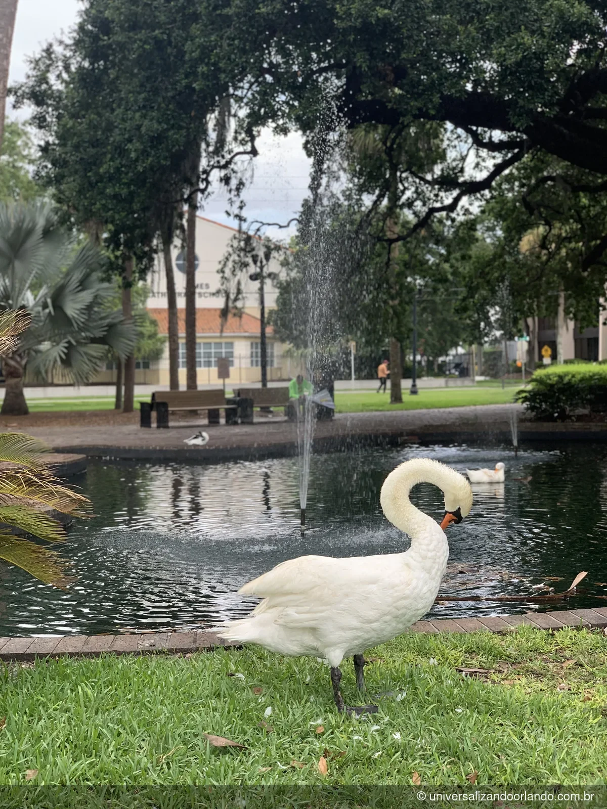 Cisne no gramado à beira d'água, no parque do Lake Eola