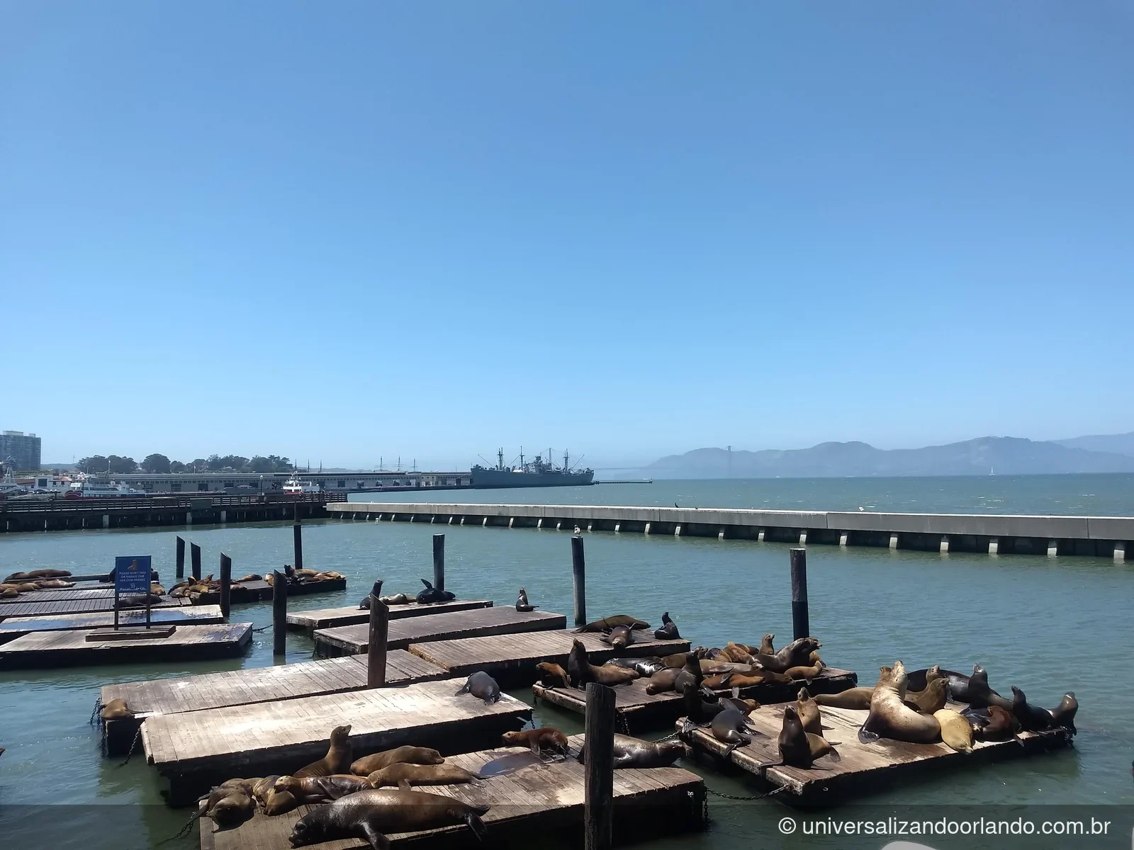 Leões-marinhos nas plataformas do Pier 39